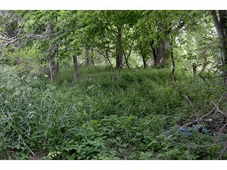 Property photo 67 - FARM & LAND AUCTION - 125+/- ACRES OFFERED IN 5 TRACTS IN EAST ALLEN COUNTY, INDIANA
